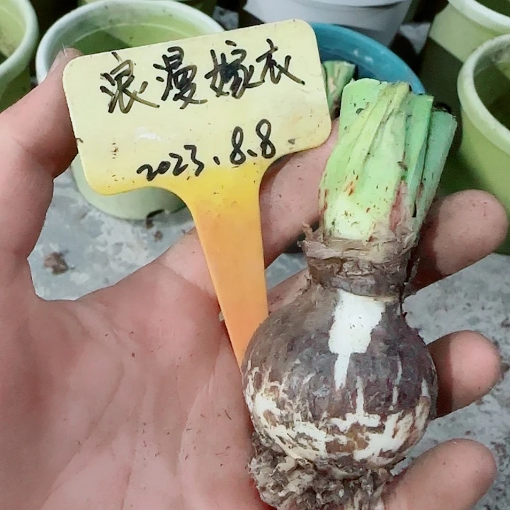 一***芳浪漫嫁衣3.8cm，裸球发