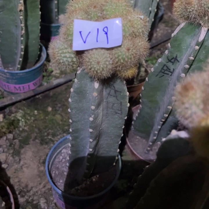 南***园V19量天尺嫁接金妞女巫60