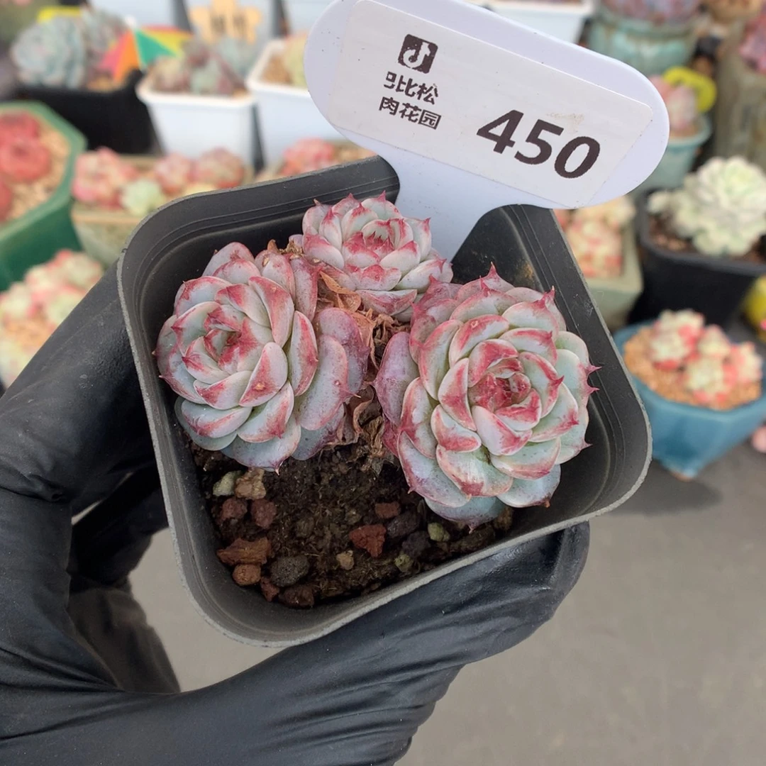 450 三头老桩天鹅绒多肉