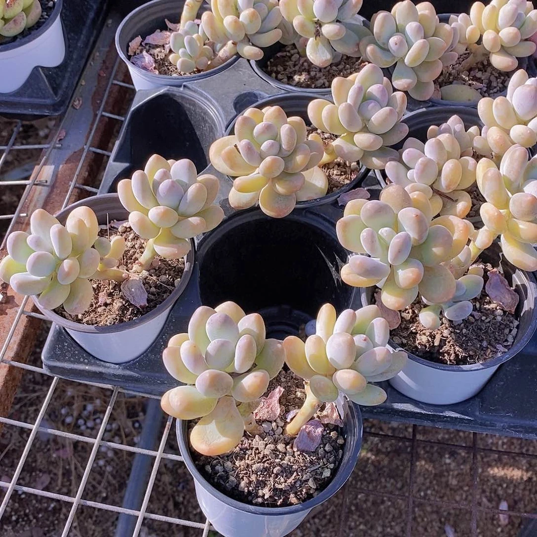 0729-海狸美人双头福利一颗量拍