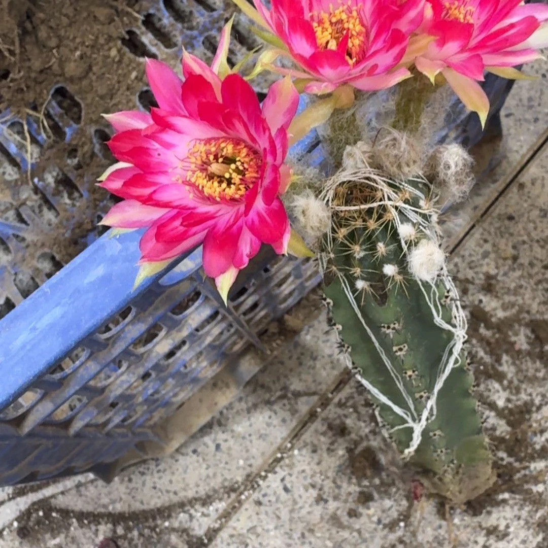 319嫁接新品丽花脱土掰花发货斑，20包邮