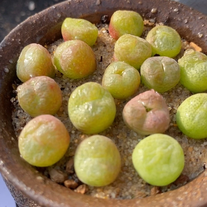 翠星一颗翠星一颗