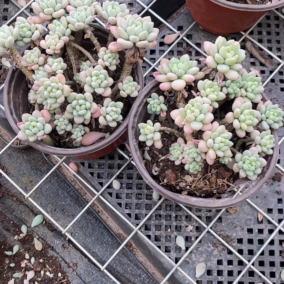 鱼子酱2盆多肉植物