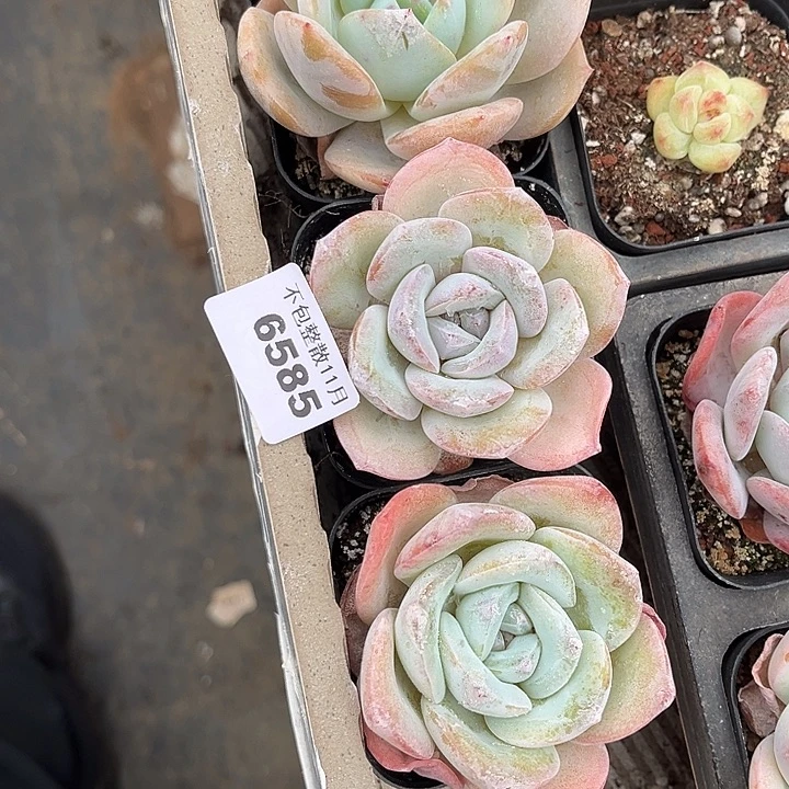 ****梓阿雅园艺。        6585