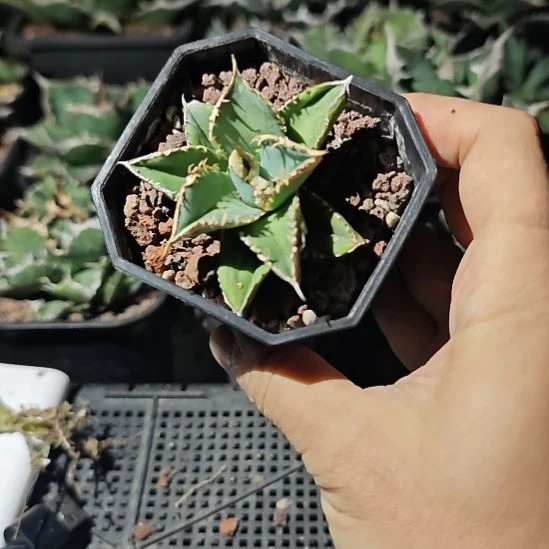 C***0白豪刺仁王冠龙舌兰