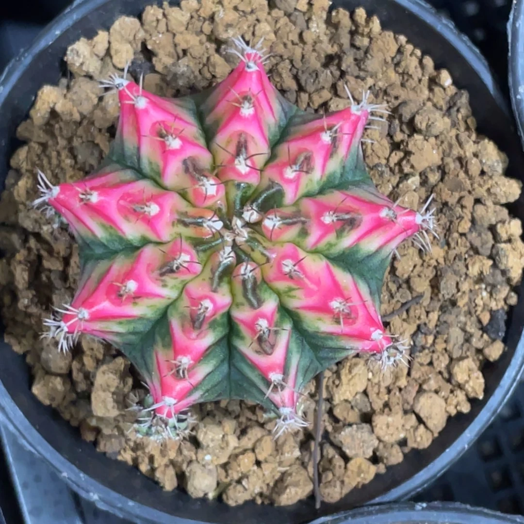 当前无花朵，栽培后可花朵好彩