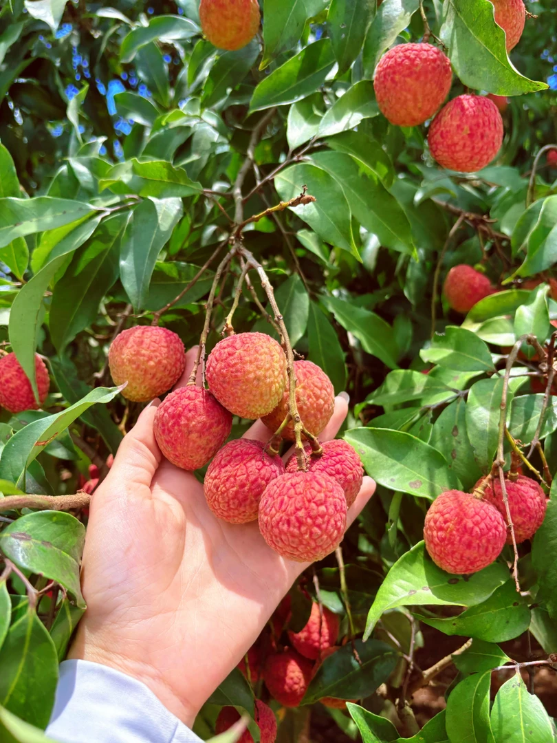 老树荔枝广东茂名现摘现发白糖罂新鲜多汁皮薄肉厚香甜5斤/10斤