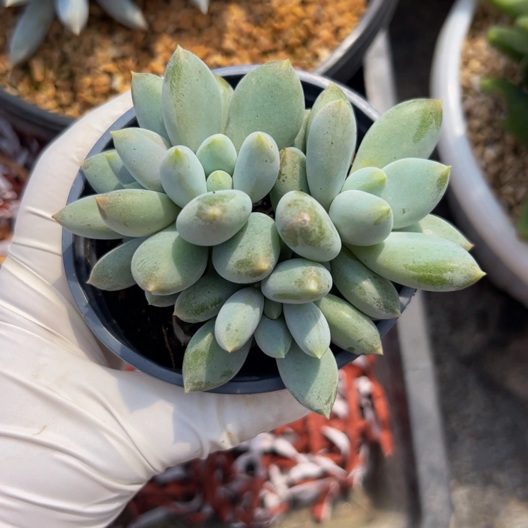 胖体哥特多肉植物