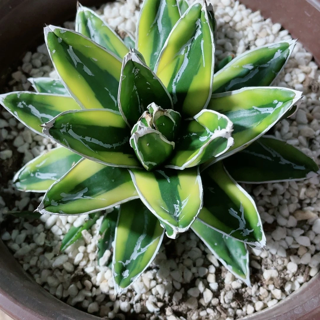 θ辉山小颗龙舌兰包邮