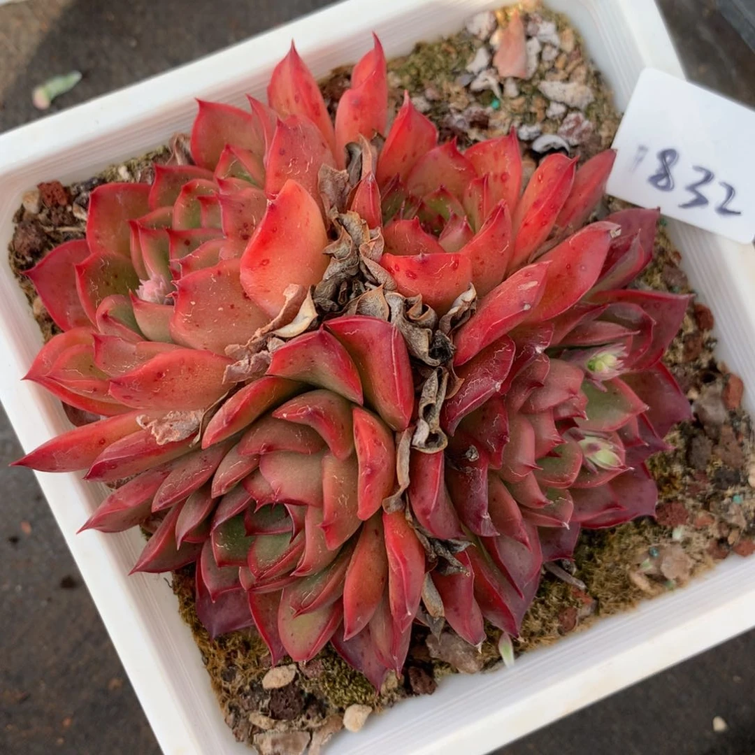 1832杂交多肉老桩