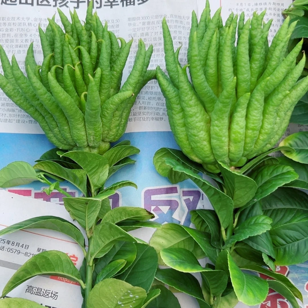 松***）完全开放神经学家夏季新款新款