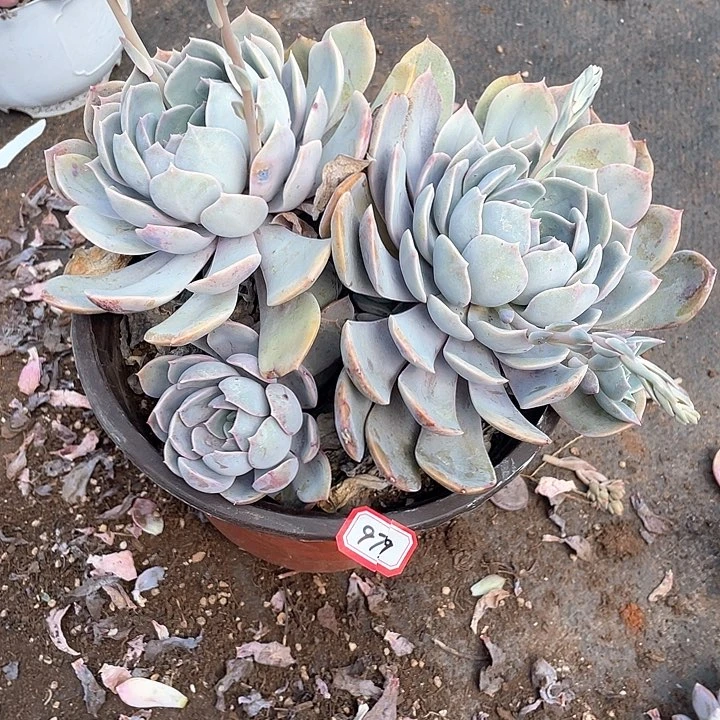 979紫悦 一物一拍多肉