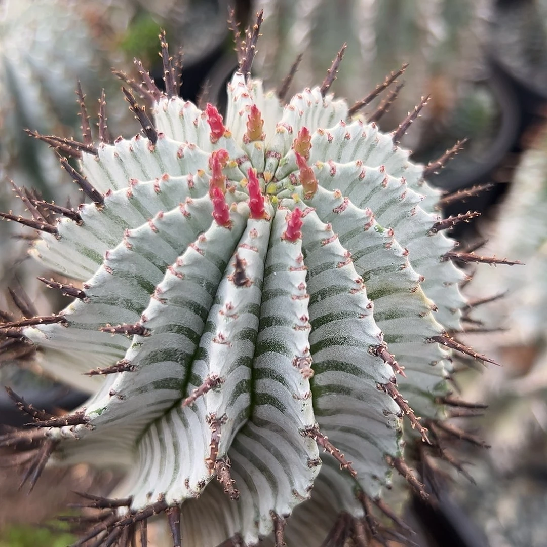 完全开放日系羽田母本gggg