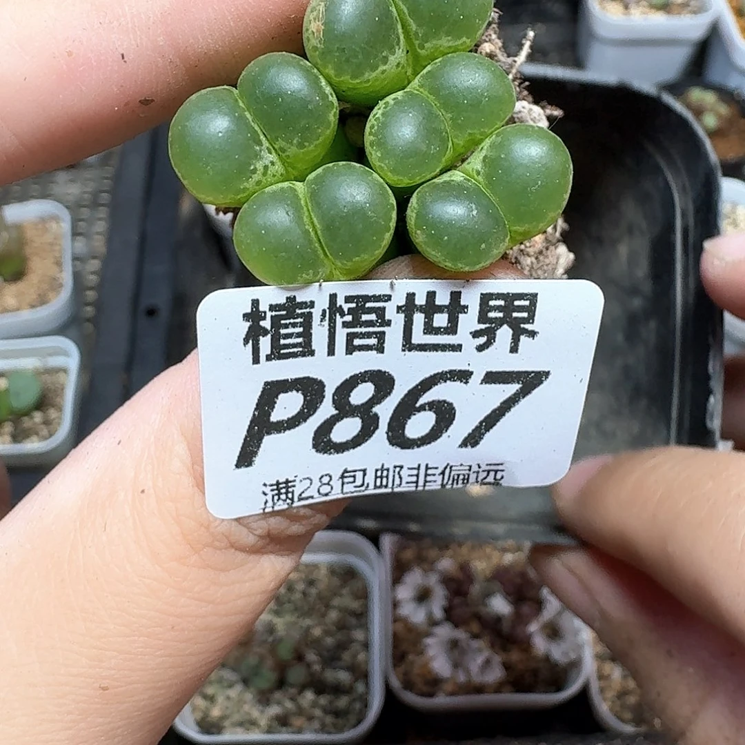 多肉植物的润泽发发