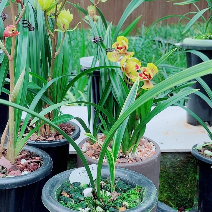 兰***少完全开放一物一漂亮