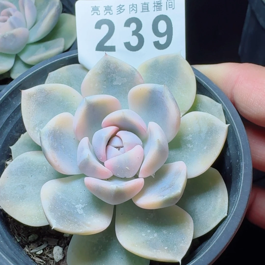 汉堡锦            精美多肉植物