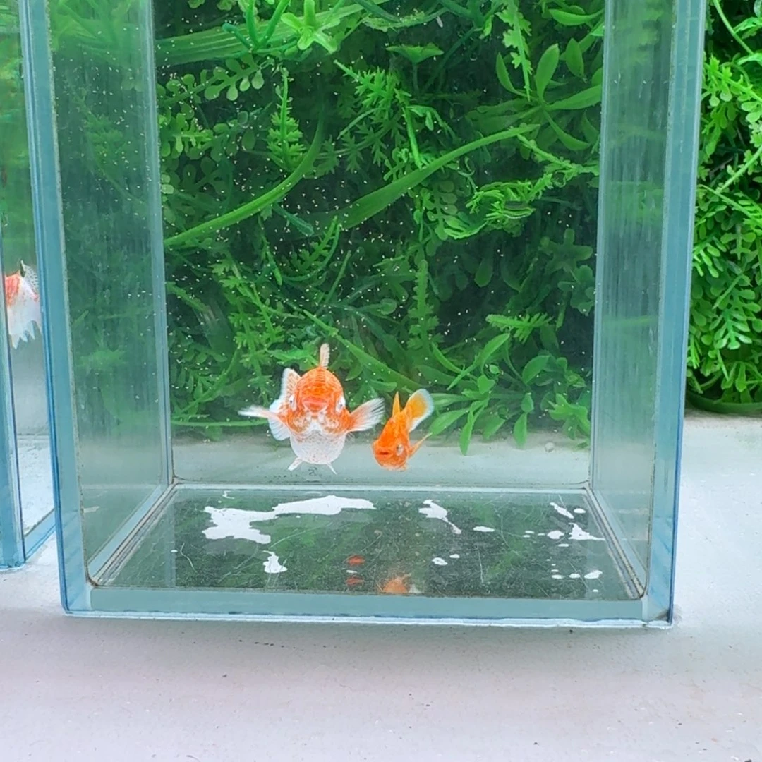 黑玛丽鱼244号玛丽2条