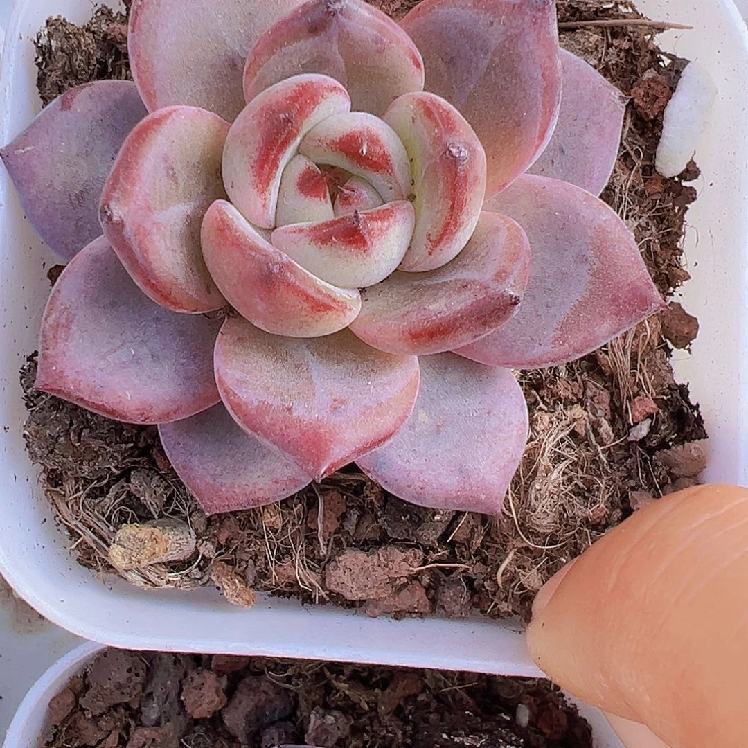 夜魔侠19包邮多肉