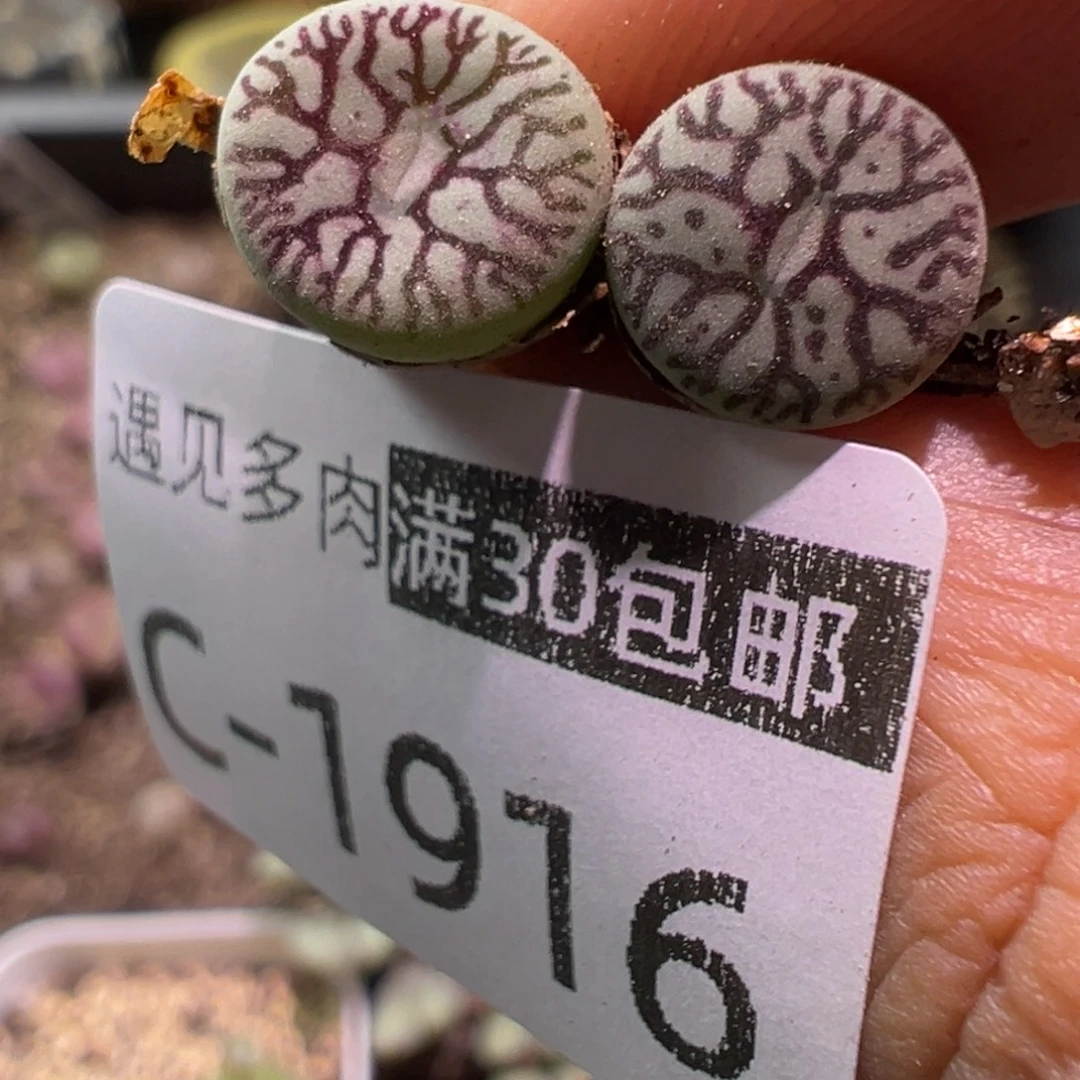 多肉植物111111111111