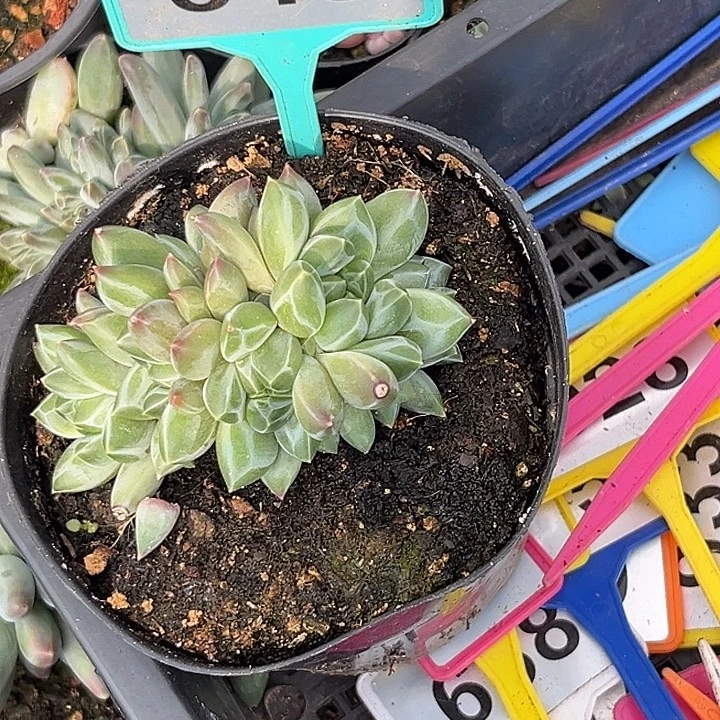 马***姐多肉植物青花瓷sp343