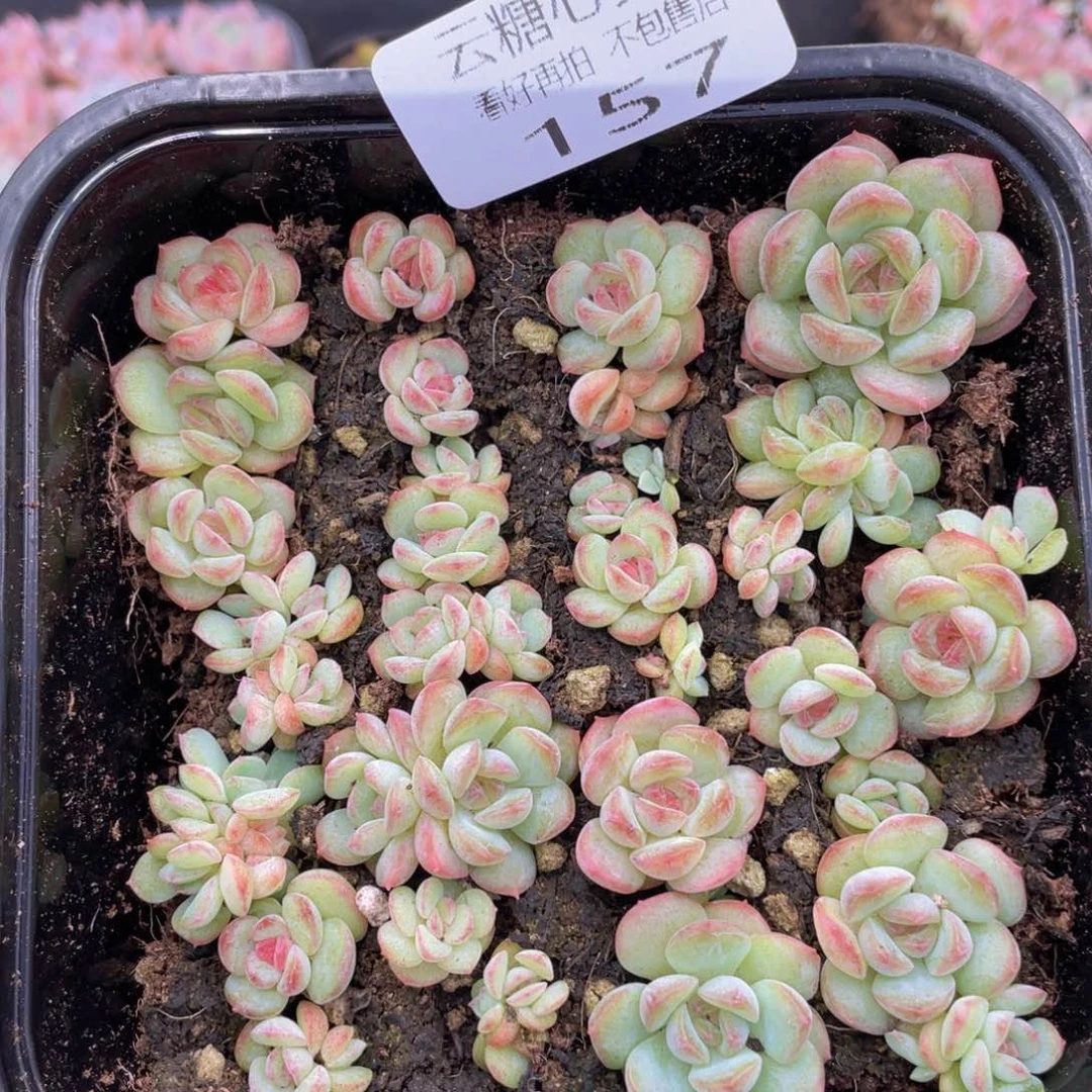 云糖心多肉植物157