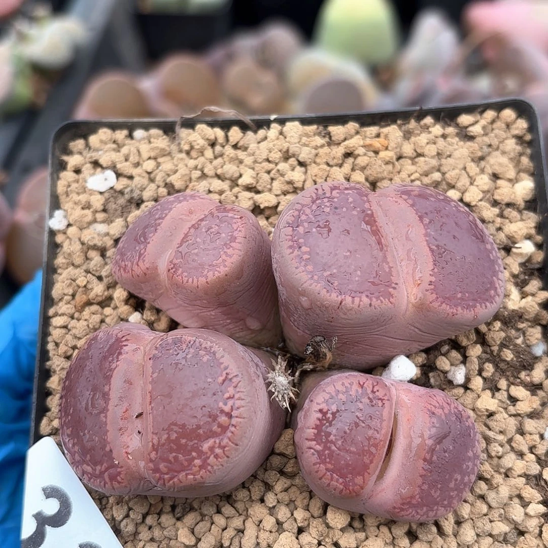 泡*༒335 生石花老母本 脱土