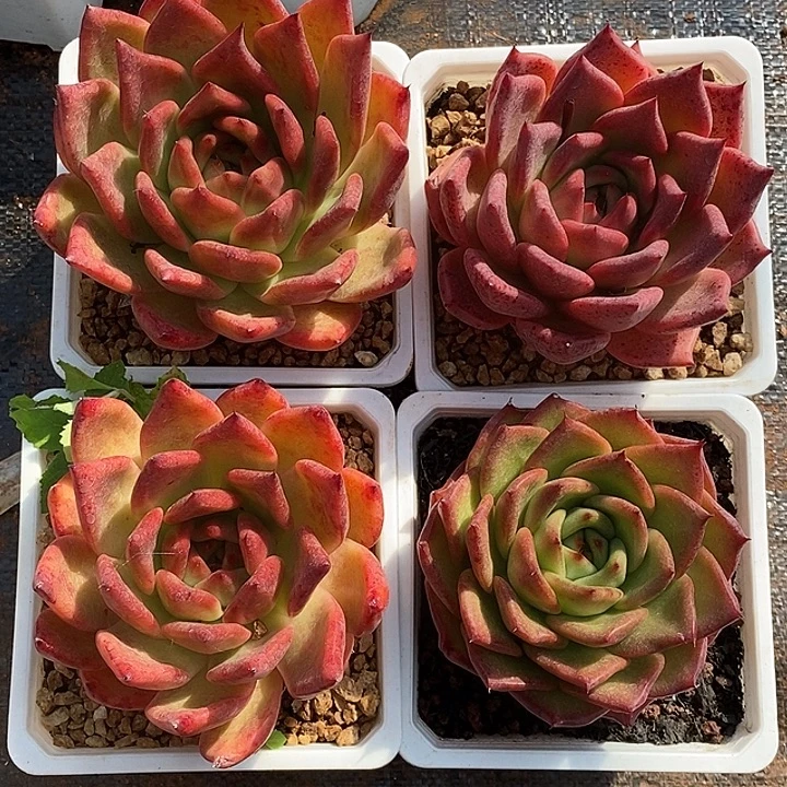 福利东云红色系4颗4