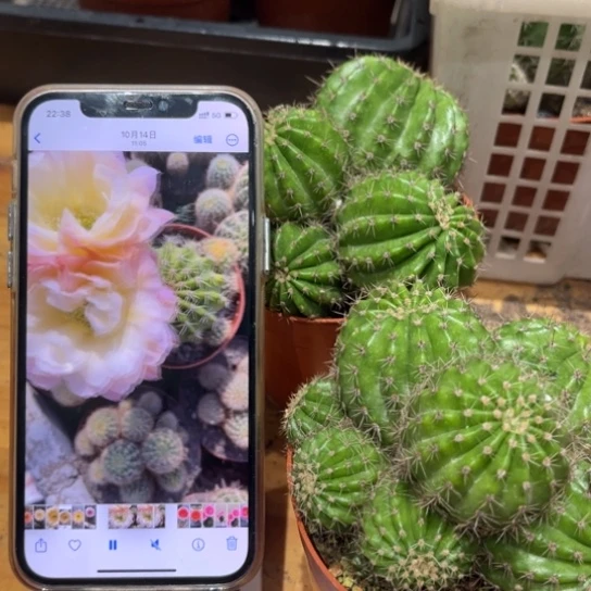 彩草比心多头群生