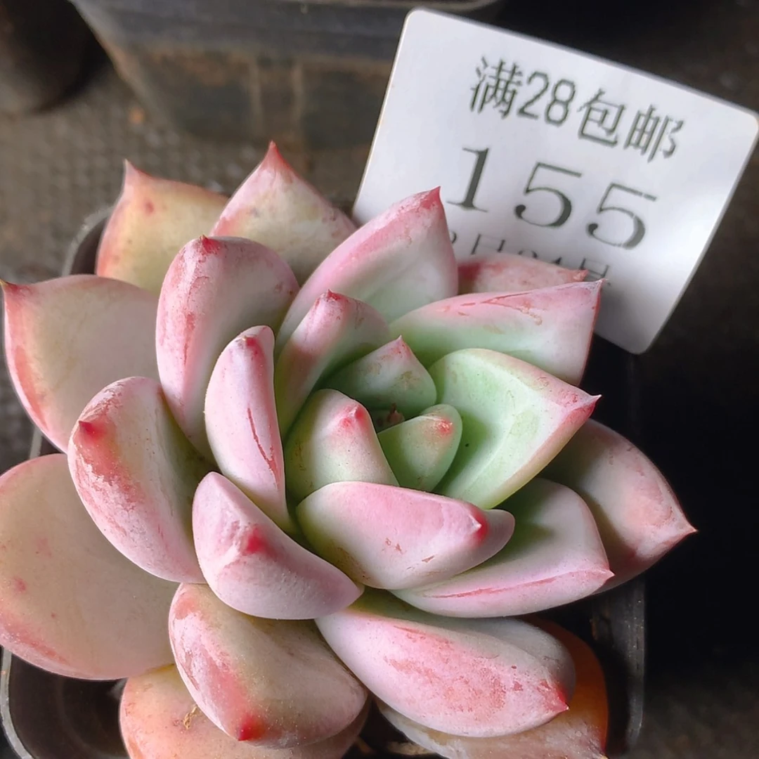 【闪购商品】云155