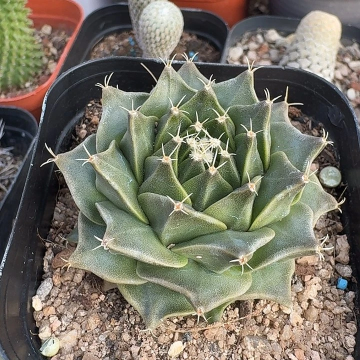 帝冠实生仙人球多肉