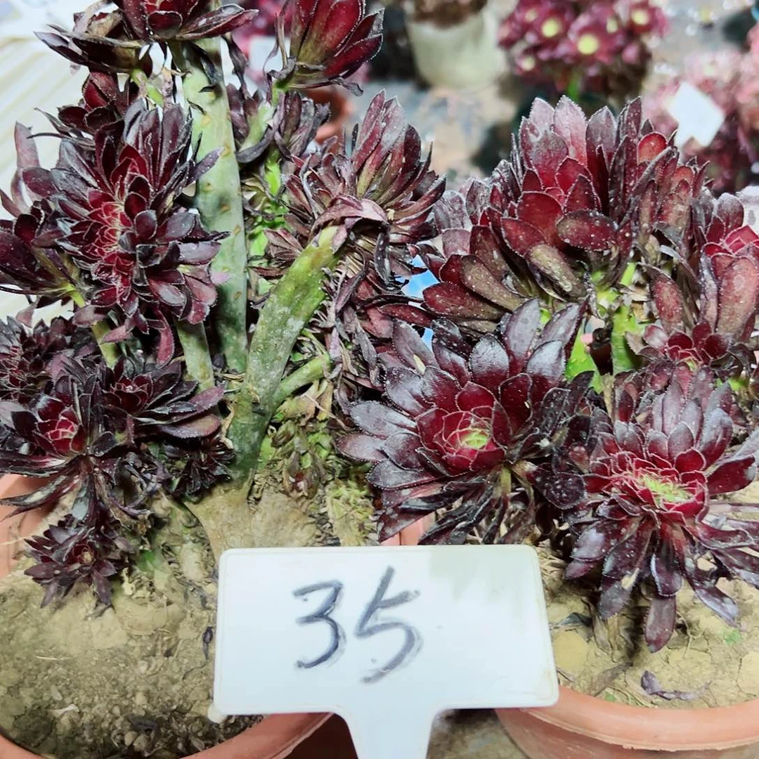 多肉植物组合2个