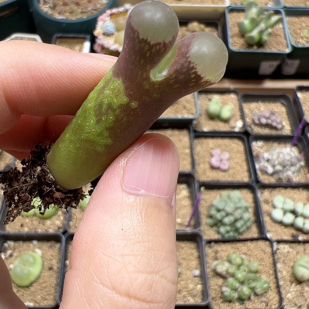 【闪购商品】38 秒