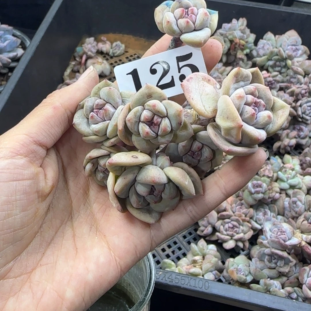 星影7头无根一物一拍125