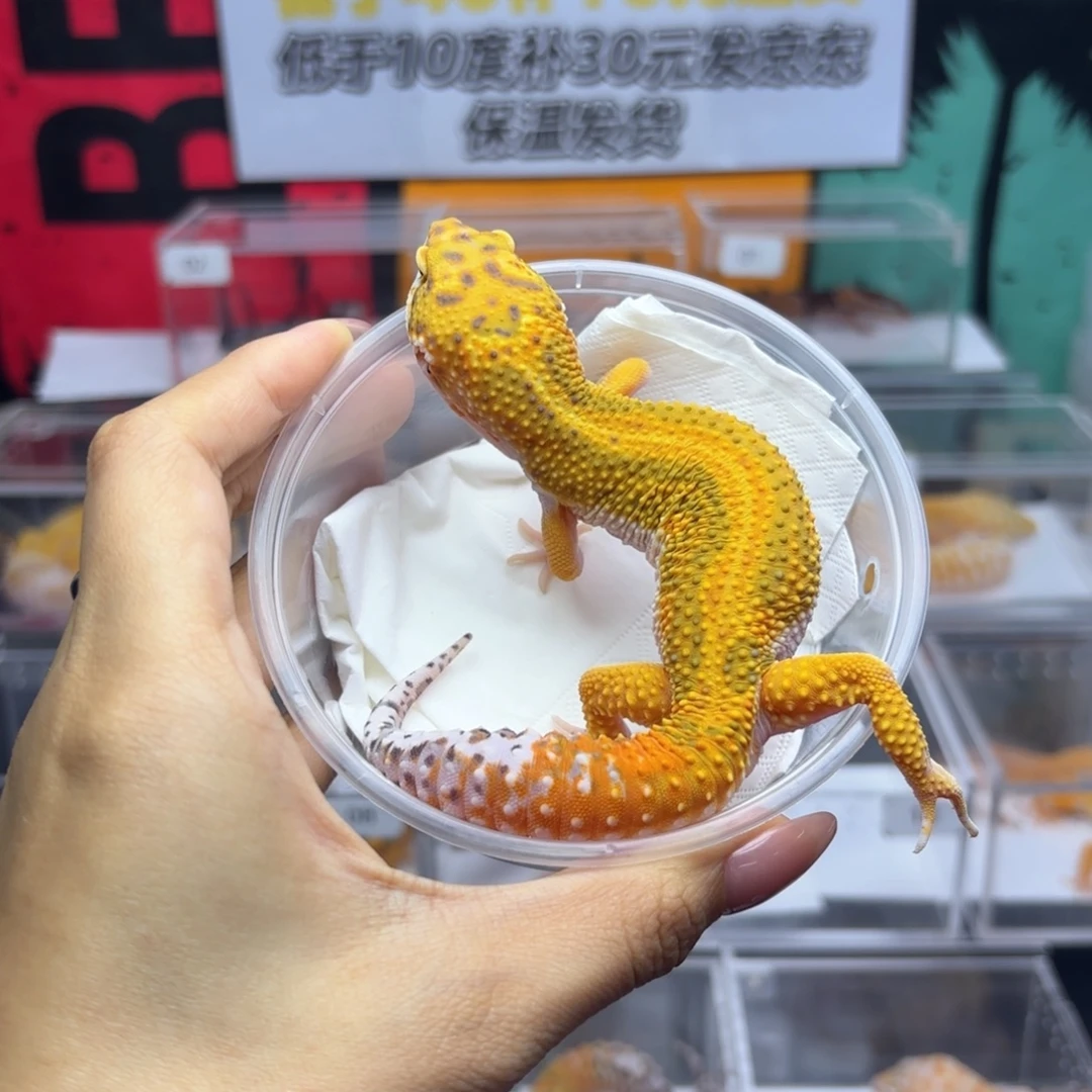 豹纹守宫翡翠妹妹 R037 4.8