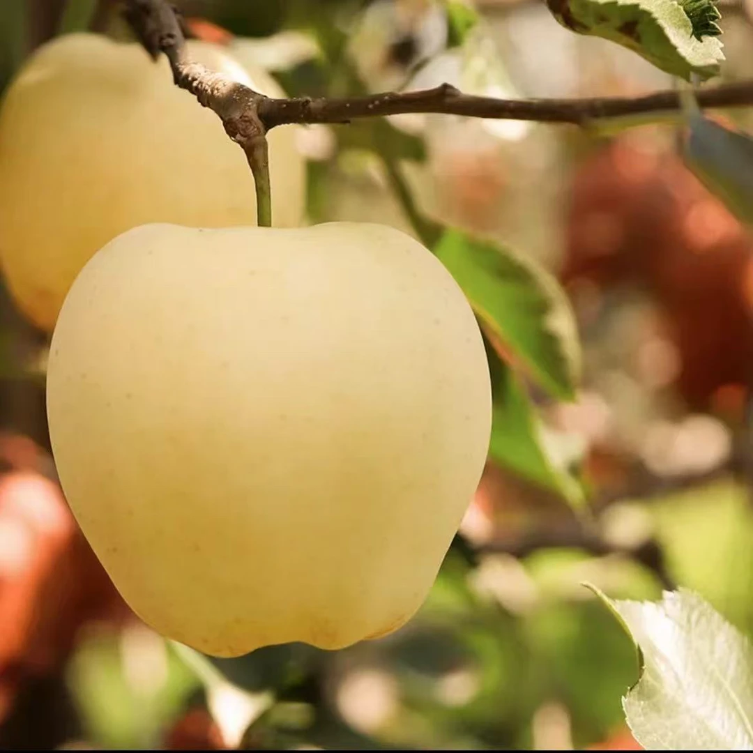 正宗精品黄元帅苹果新鲜黄金帅粉面黄苹果刮泥老人小孩粉面苹果
