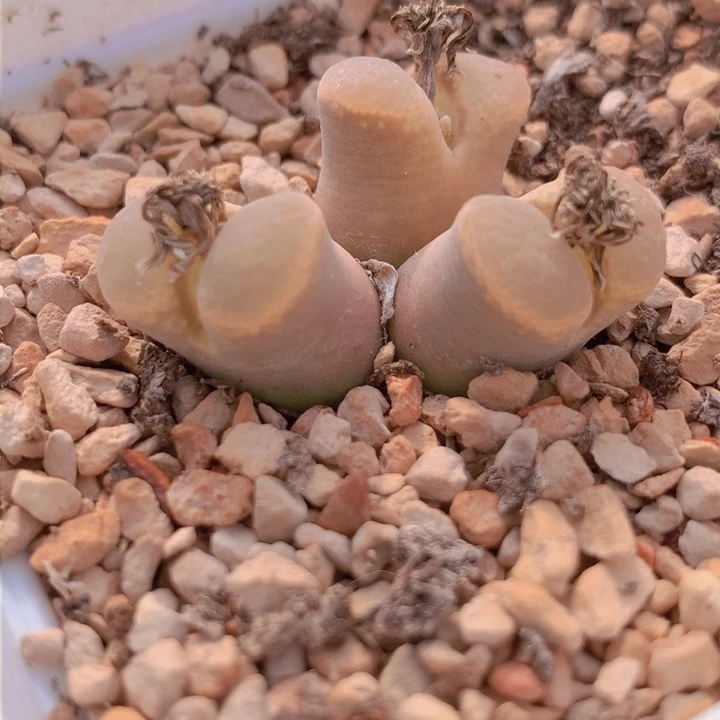 15555855565656586886586