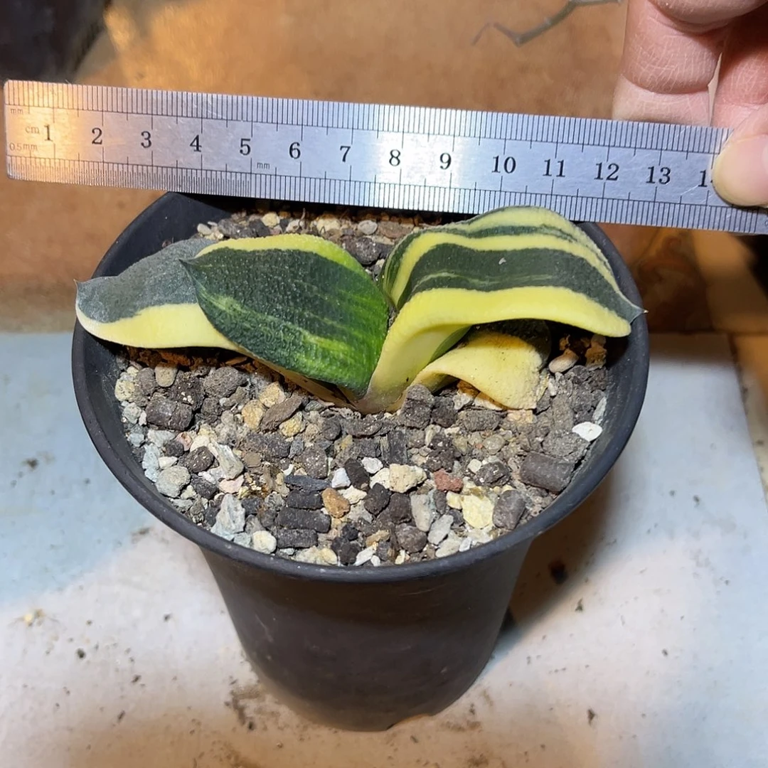 君佩卧牛锦一物一拍