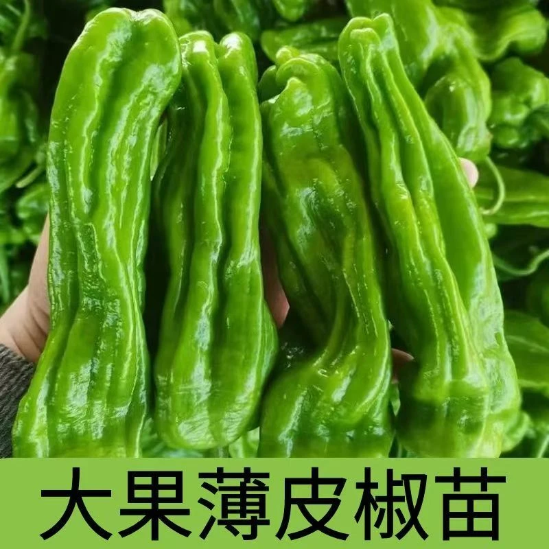 薄皮辣椒苗庭院盆栽四季高产易种植对版发货送肥料
