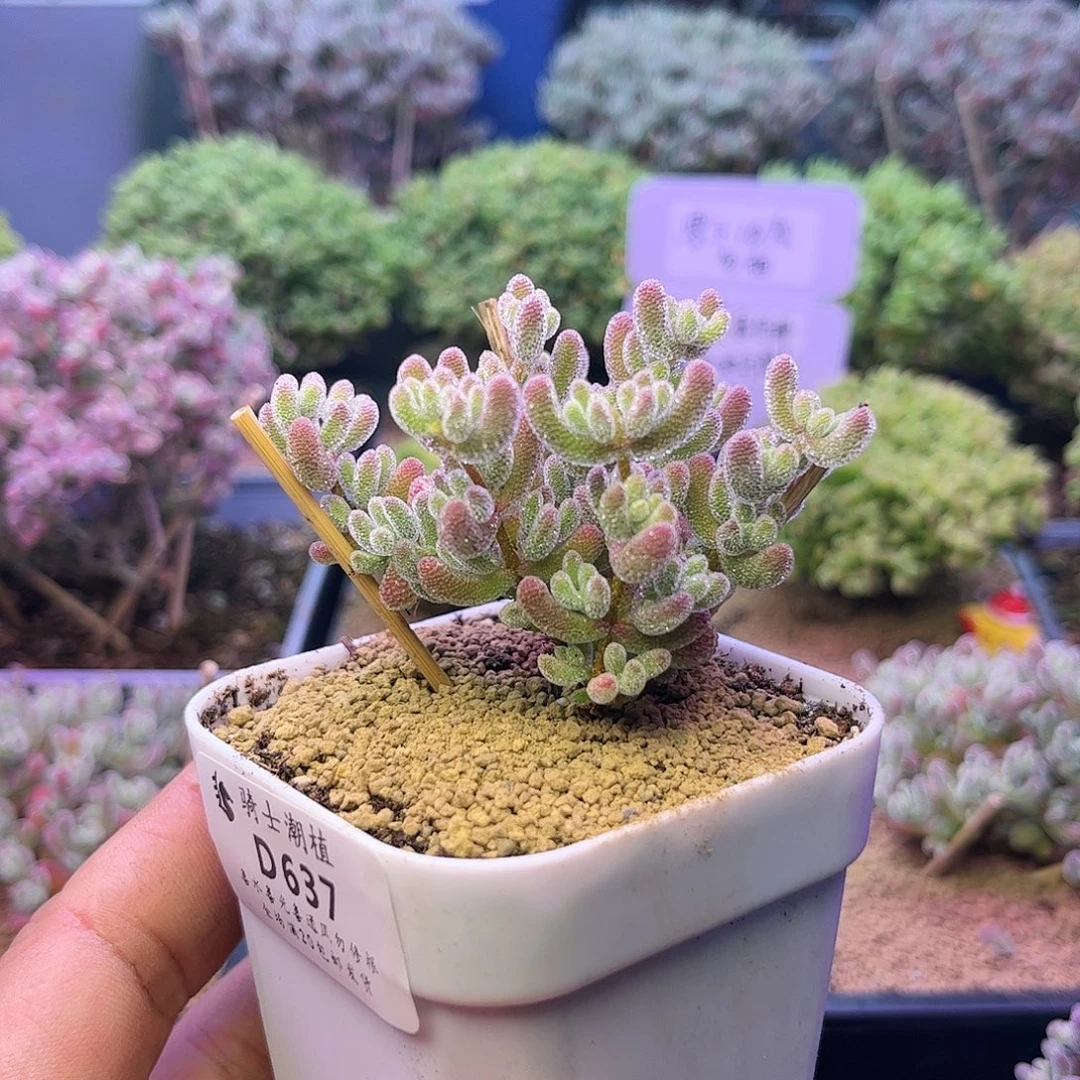 637优选冰晶枝干多肉