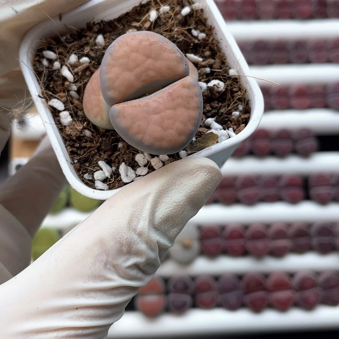 8770大棚清仓甩卖了 2.9