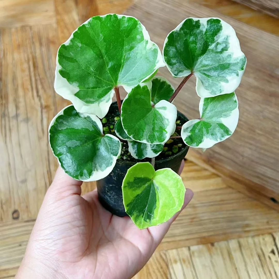 浮云锦花叶吴风草 耐阴好养 可室内绿植茶桌办公室小盆栽多年生