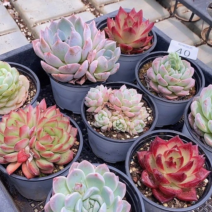40 多肉植物盆栽花卉植物