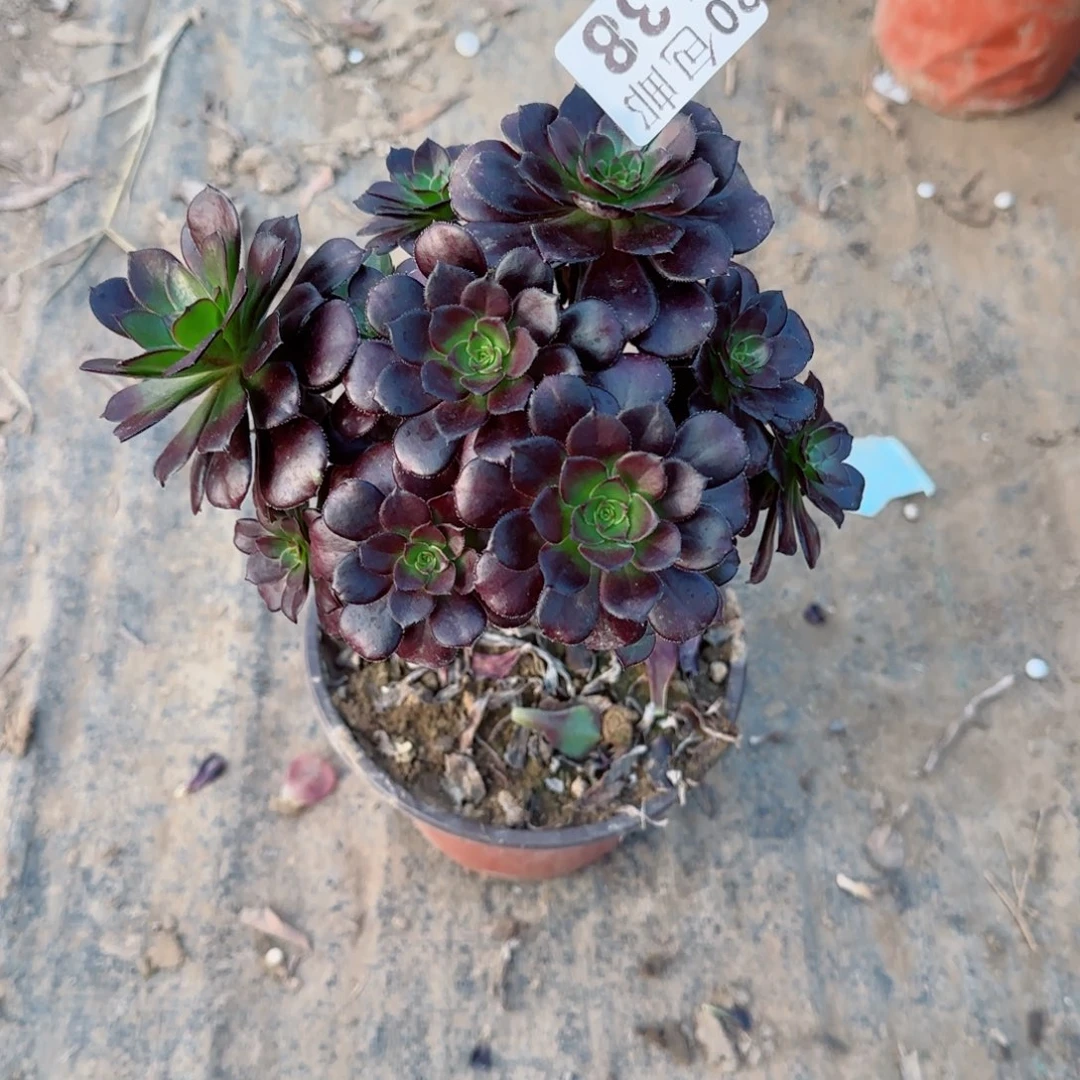 黑豆138满20包邮断枝不包