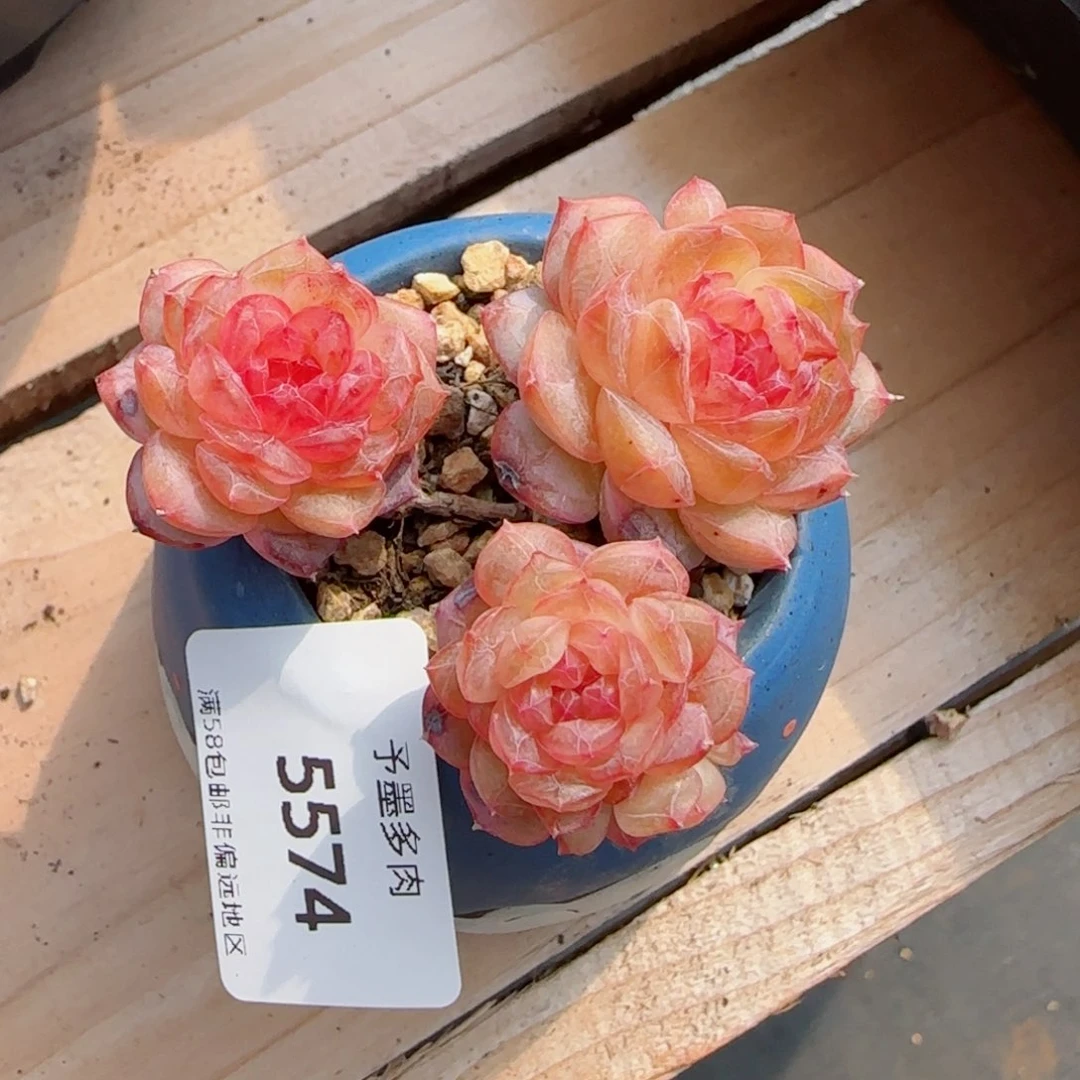 ?***白寒江雪带盆，5574多肉植物