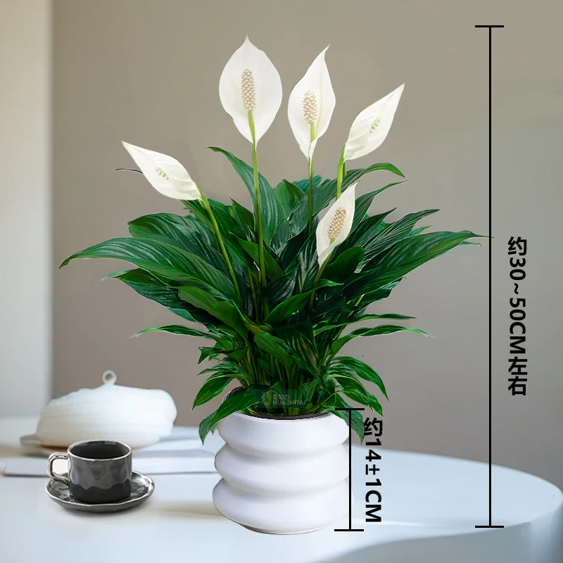 【一帆风顺】白色花卉绿植盆栽土培季节白掌室内美化环境鲜活桌面