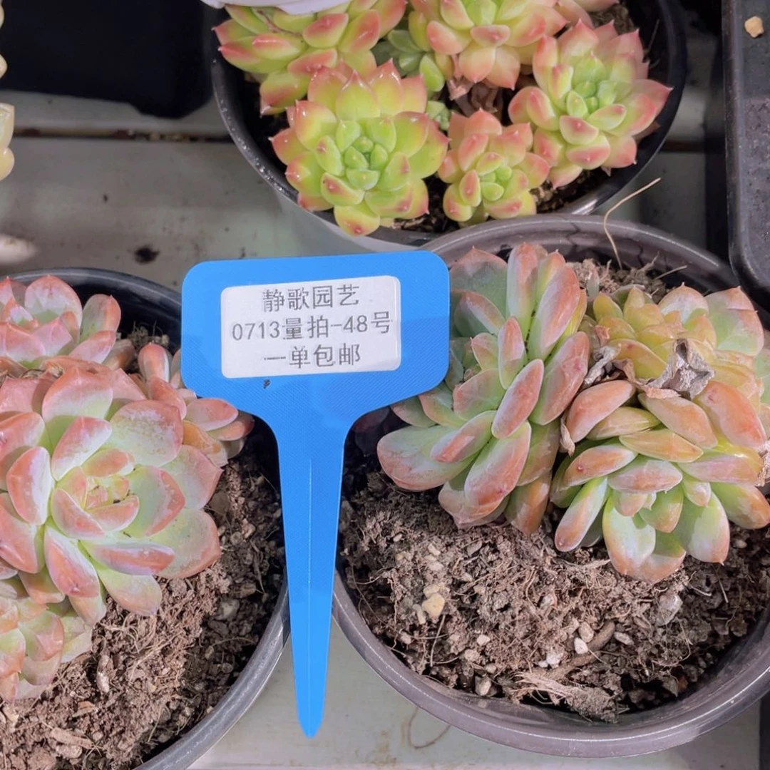 0713-48-琥珀的福利一颗