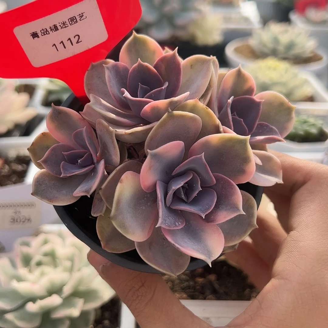 1112号彩虹锦多肉植物