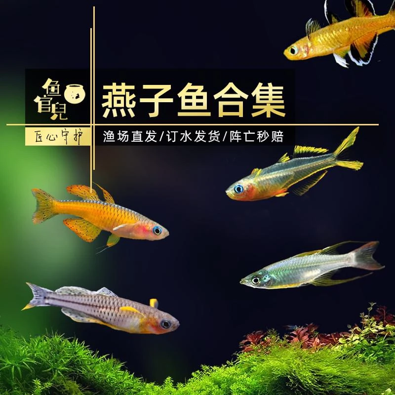 霓虹燕子美人鱼橘色珍珠燕大帆阿鲁燕甜心燕子