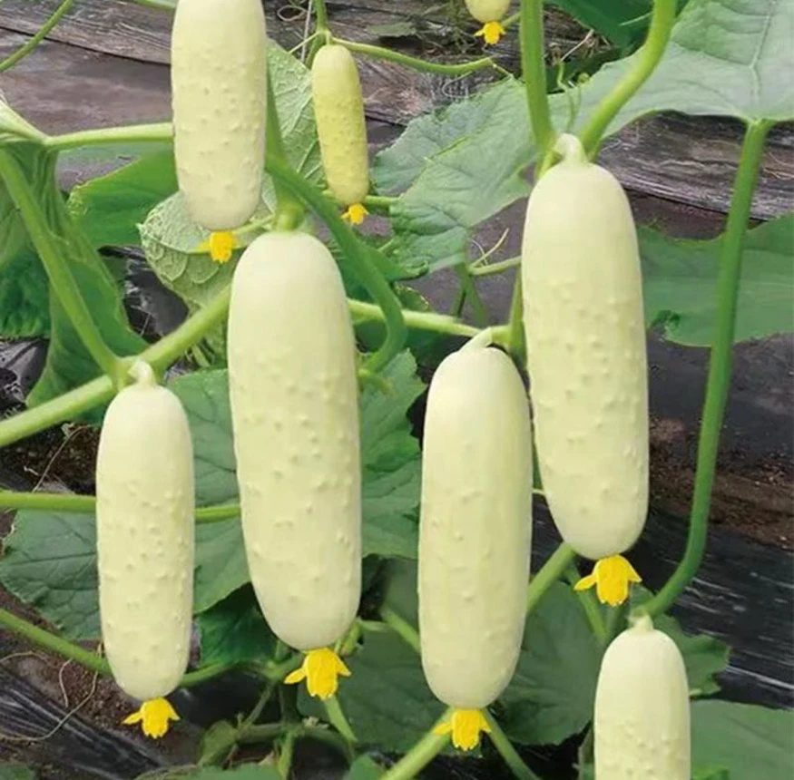 【白皮黄瓜种子】新品种阳台小院菜园种植脆甜水果黄瓜
