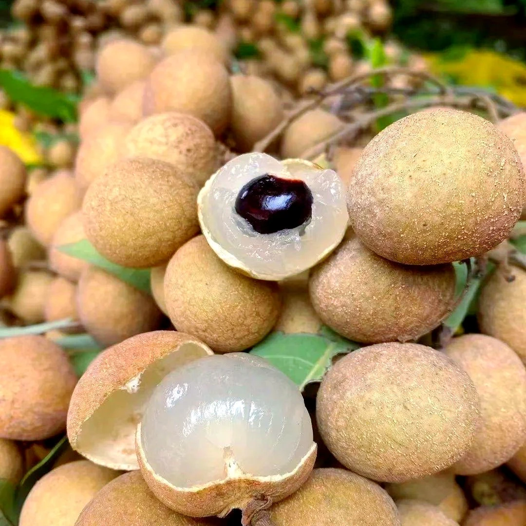 四川宜宾新鲜水果采摘批发现摘现发10斤网红桂圆龙眼